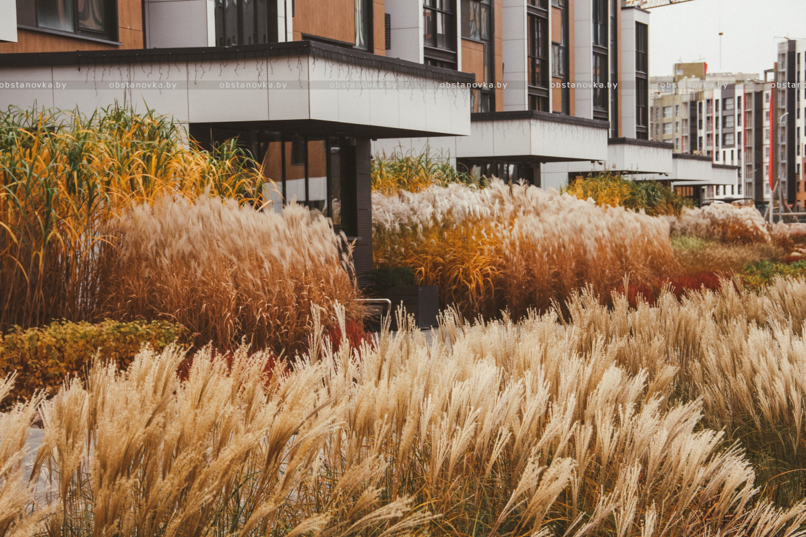 Проект ландшафта «Ландшафты левады» 